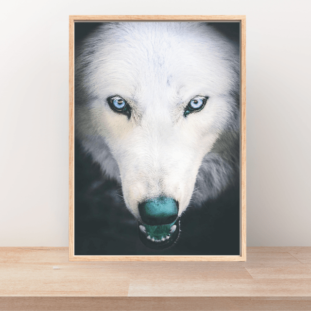 Portrait en Gros Plan d'un Loup Blanc - Décoration Murale Nature / Close-Up White Wolf Portrait Art Print - Nature Wall Decor