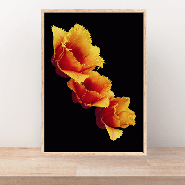 Impression de Tulip Fleurs à Franges Oranges / Orange Fringed Flowers Art Print: Décoration Murale Florist 