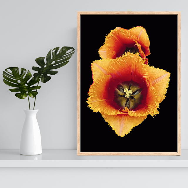 Impression de Tulipe à Franges Oranges / Sunny Delight: Orange Fringed Tulip Art Print:  Décoration Murale Florist 