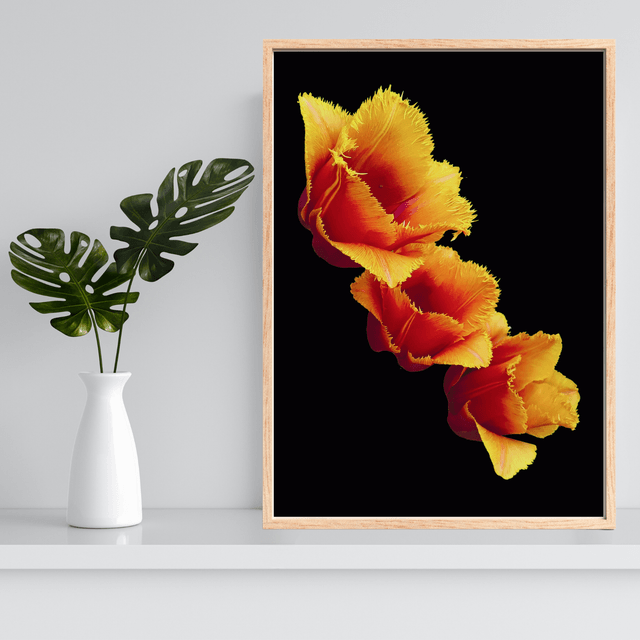 Impression de Tulip Fleurs à Franges Oranges / Orange Fringed Flowers Art Print: Décoration Murale Florist 