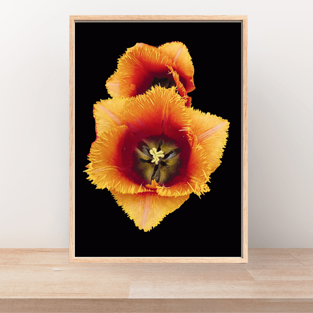  Impression de Tulipe à Franges Oranges / Sunny Delight: Orange Fringed Tulip Art Print:  Décoration Murale Florist 