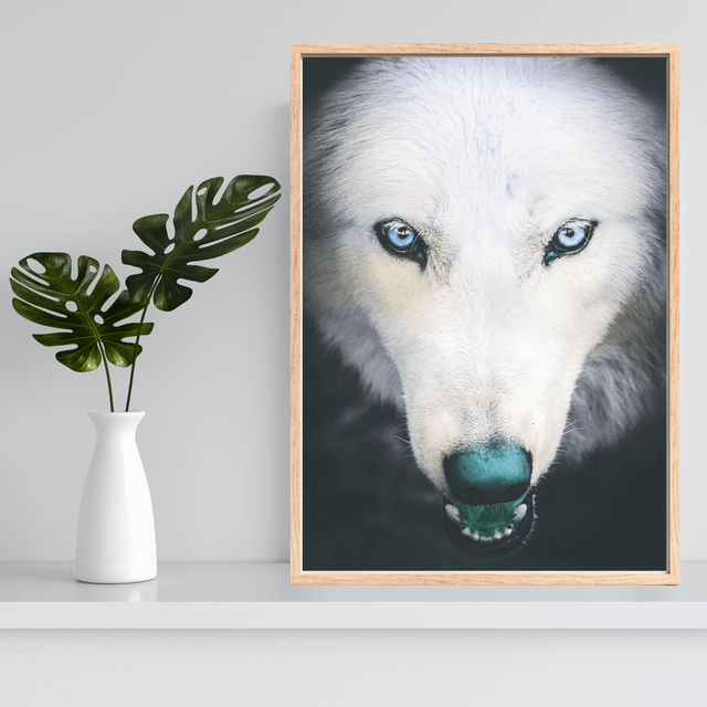 Portrait en Gros Plan d'un Loup Blanc - Décoration Murale Nature / Close-Up White Wolf Portrait Art Print - Nature Wall Decor