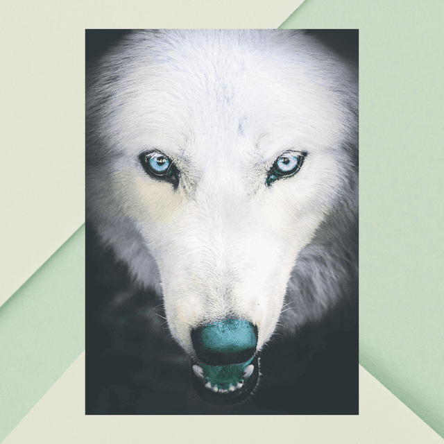 Portrait en Gros Plan d&#039;un Loup Blanc - Décoration Murale Nature / Close-Up White Wolf Portrait Art Print - Nature Wall Decor