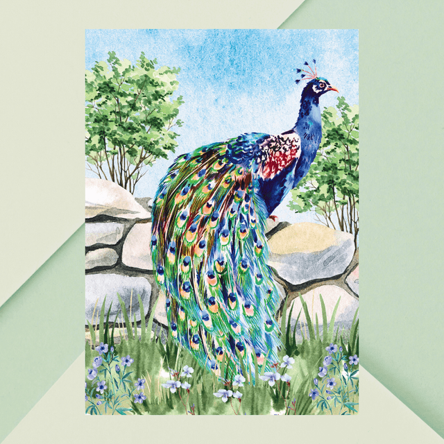 Impression de Paon Debout sur un Mur de Pierre - Décoration Murale Élégante / Peacock Standing on a Stone Wall Print - Elegant Wall Decor